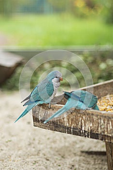 Beautiful blue parrots Kalita eats grain in captivity. Myiopsitta monachus outside the trough photo
