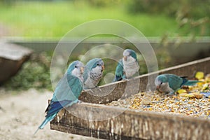 Beautiful blue parrots Kalita eats grain in captivity. Myiopsitta monachus outside the trough photo