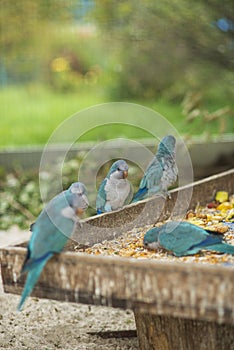 Beautiful blue parrots Kalita eats grain in captivity. Myiopsitta monachus outside the trough photo