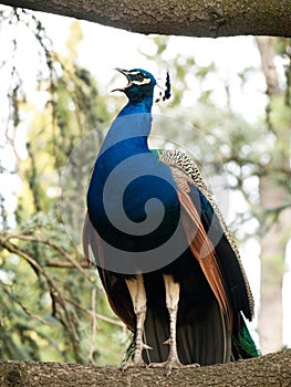 Beautiful blue peacock