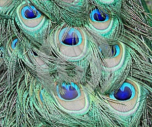 Beautiful blue peacock feathers