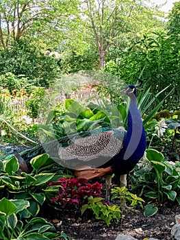 Beautiful Blue Peacock in the Garden