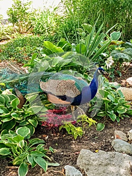 Beautiful Blue Peacock in the Garden
