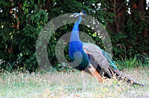 Beautiful blue peacock or peafowl in the garden