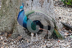 A beautiful blue peacock perching by a tree