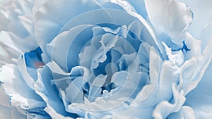 Beautiful blue Peony background. Blooming peony flower open, time lapse, close-up. Wedding backdrop, Valentine's Day