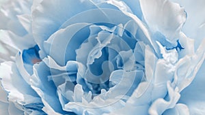 Beautiful blue Peony background. Blooming peony flower open, time lapse, close-up. Wedding backdrop, Valentine's Day