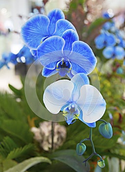 Beautiful Blue Phalaenopsis Orchid