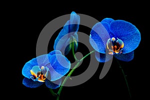 Beautiful blue phalaenopsis orchids with black background photo