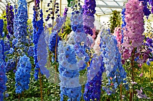 Blue and pink delphinium flowers photo