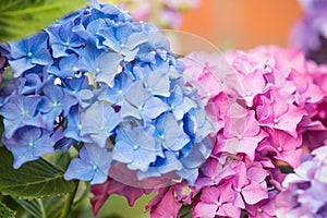 Blue and pink hydrangea flower