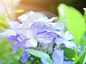 Beautiful blue Plumbaginaceae flower under sun light photo