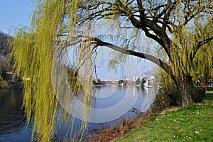 Spring landscape in Lecco with big willow tree green branches at Lecco.