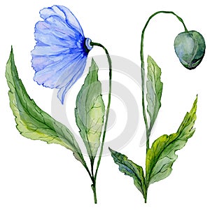 Beautiful blue poppy flower. Set - large meconopsis flower and stem with a bud isolated on white background.