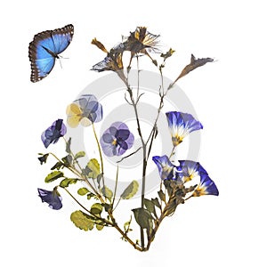 Beautiful blue pressed and dried flowers and butterfly.