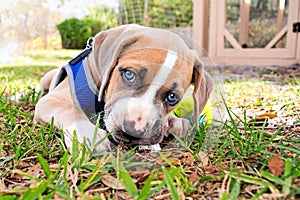 Beautiful Blue Puppy Eyes