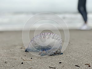 A beautiful blue and purple Atlantic Portuguese man o` war stands in front of a girl on the beaches of Florida