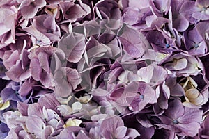 Beautiful blue and purple blooming hydrangea flowers, close up. Floral texture for background