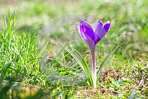 Beautiful blue-purple crocus flower growing in green grass on a sunny day