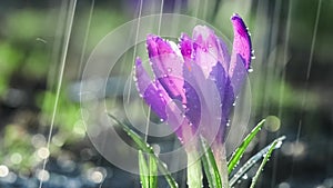 Beautiful blue-purple crocus flowers in the rain