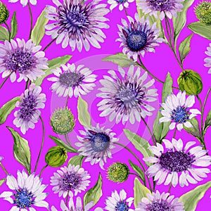 Beautiful blue and purple daisy flowers with green leaves on vivid pink background. Seamless spring pattern.