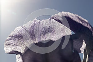 beautiful blue or purple iris