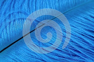 Beautiful blue quill