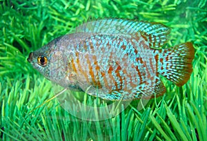 Beautiful blue-red aquarian small fish