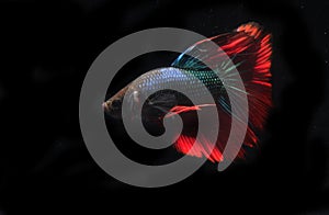 Beautiful Blue and Red Beta fish, at Black background