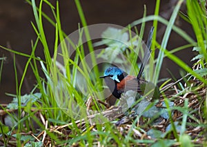 Beautiful blue and red Red-winged Fairywren