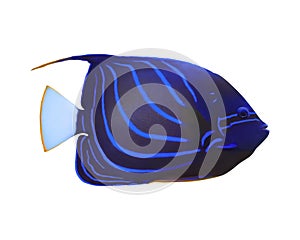 Beautiful blue ring angelfish on background