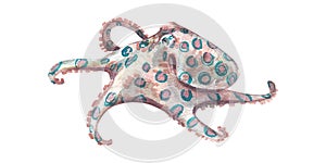 A beautiful blue-ringed octopus isolated on a white background. Watercolor illustration of an underwater animal. Pink