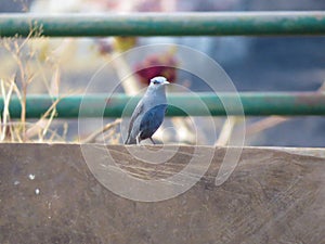 Beautiful Blue Rock Thrush Bird Perched on a Stone