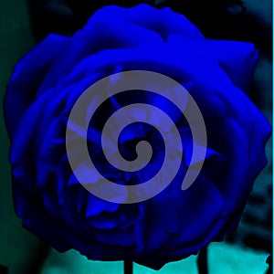 Beautiful blue rose  flower backgrund.