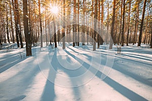 Beautiful Blue Shadows From Pines Trees In Motion On Winter Snowy Ground. Sun Sunshine In Forest. Sunset Sunlight