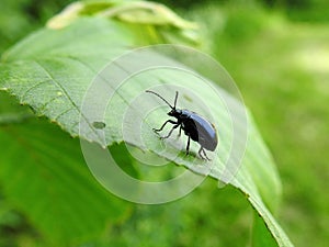 Small bug  on green leaf, Lithuania