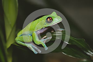Beautiful blue-sided tree frog on white background
