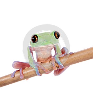 Beautiful blue-sided tree frog on white background