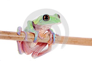 Beautiful blue-sided tree frog on white background