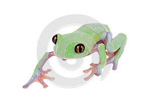 Beautiful blue-sided tree frog on white background