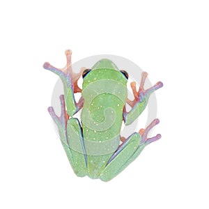 Beautiful blue-sided tree frog on white background
