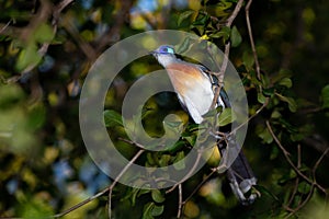 A beautiful blue silk cuckoo sits on a branch