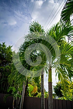 beautiful blue sky behind a green palm tree in florida