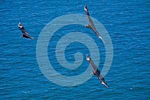 Beautiful blue sky and black birds flying