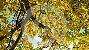 Beautiful blue sky and bright sun shining through tree branches and autumn leaves