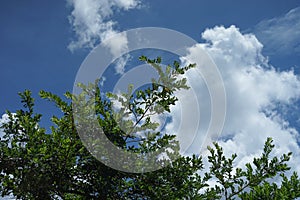 Beautiful blue sky and cloud with leave and branch of tree on foreground