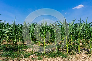 Beautiful blue sky and corn plantation