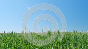 Beautiful blue sky in countryside over a field of wheat. Agricultural field of green barley wheat in strong wind.