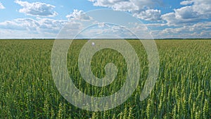 Beautiful blue sky in countryside over a field of wheat. Nature background health concept. Wide shot.