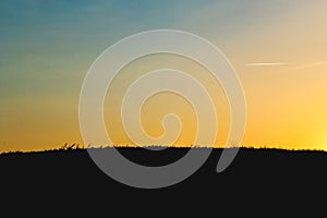 Beautiful blue sky with golden sunset in a field with grass silhouette